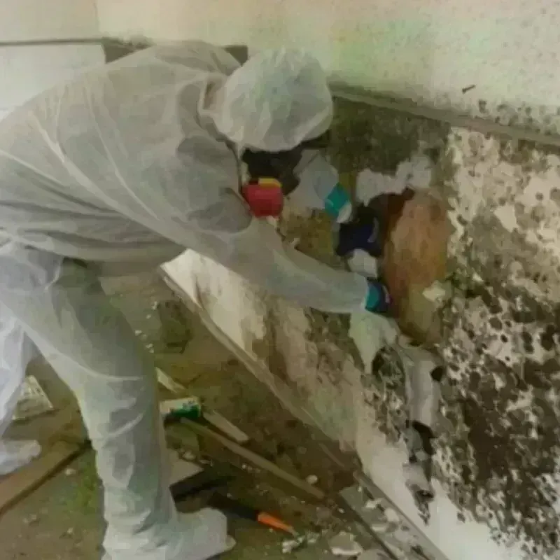 Mold Remediation and Removal in Oxford, OH